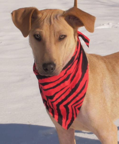 Duke - ADOPTED 03.15.13