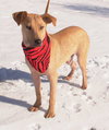 Duke - ADOPTED 03.15.13