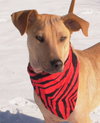 Duke - ADOPTED 03.15.13