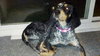 Posey-ADOPTED 02.26.13