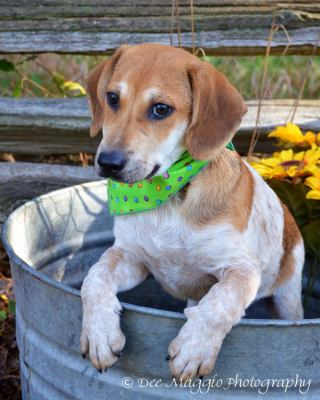 Bg Litter Winchester - ADOPTED 01.19.13