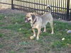 Bandit-ADOPTED 10.20.12