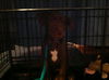 Fiona - ADOPTED 01.03.13