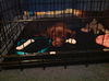Fiona - ADOPTED 01.03.13