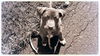 Fiona - ADOPTED 01.03.13