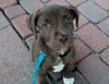 Fiona - ADOPTED 01.03.13