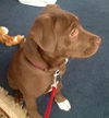 Fiona - ADOPTED 01.03.13