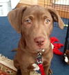 Fiona - ADOPTED 01.03.13