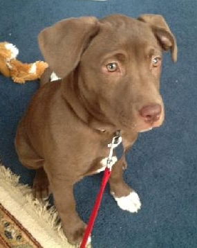 Fiona - ADOPTED 01.03.13