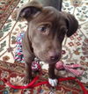 Fiona - ADOPTED 01.03.13