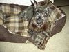 Rubin-ADOPTED 10.29.12