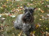 Rubin-ADOPTED 10.29.12