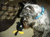 Rubin-ADOPTED 10.29.12