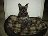 Rubin-ADOPTED 10.29.12