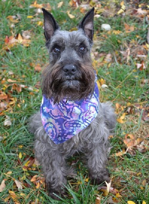 Rubin-ADOPTED 10.29.12