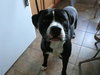 Forestt-ADOPTED 11.09.12