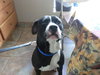 Forestt-ADOPTED 11.09.12