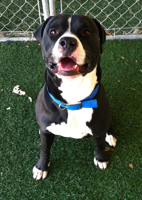 Forestt-ADOPTED 11.09.12