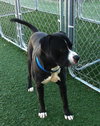 Forestt-ADOPTED 11.09.12