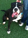 Forestt-ADOPTED 11.09.12