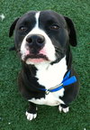 Forestt-ADOPTED 11.09.12