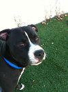 Forestt-ADOPTED 11.09.12