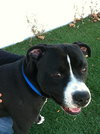 Forestt-ADOPTED 11.09.12