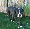 Forestt-ADOPTED 11.09.12