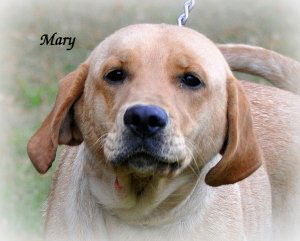Mary-ADOPTED 11.03.12