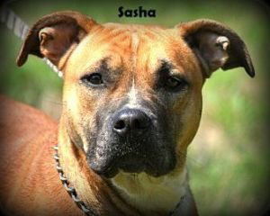 Sasha-ADOPTED 10.31.12