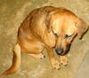 Trudy-ADOPTED 11.01.12