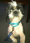 Frank - ADOPTED 11.22.13