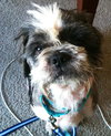Frank - ADOPTED 11.22.13