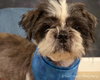 Frank - ADOPTED 11.22.13