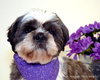 Frank - ADOPTED 11.22.13
