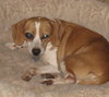 Spice-ADOPTED 01.13.13