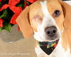 Spice-ADOPTED 01.13.13