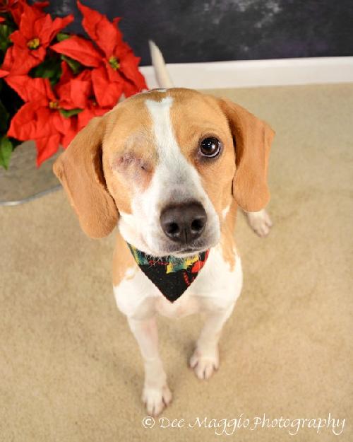 Spice-ADOPTED 01.13.13