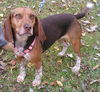 Maggie-ADOPTED 11.16.12