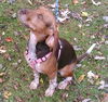 Maggie-ADOPTED 11.16.12