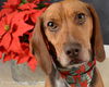 Maggie-ADOPTED 11.16.12