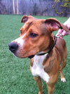 Ritchie-ADOPTED 10.30.12