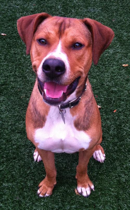 Ritchie-ADOPTED 10.30.12