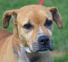 Smokey - ADOPTED 02.08.13