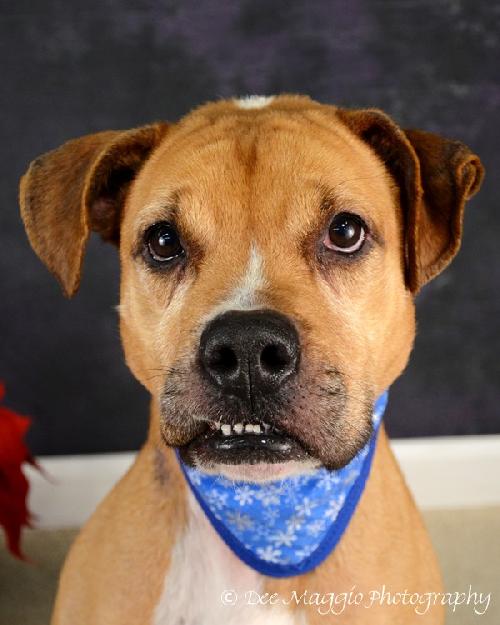 Smokey - ADOPTED 02.08.13