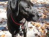 Zoey-ADOPTED 11.03.12