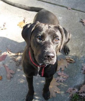 Zoey-ADOPTED 11.03.12