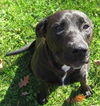 Zoey-ADOPTED 11.03.12