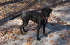 Zoey-ADOPTED 11.03.12
