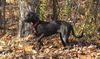 Zoey-ADOPTED 11.03.12